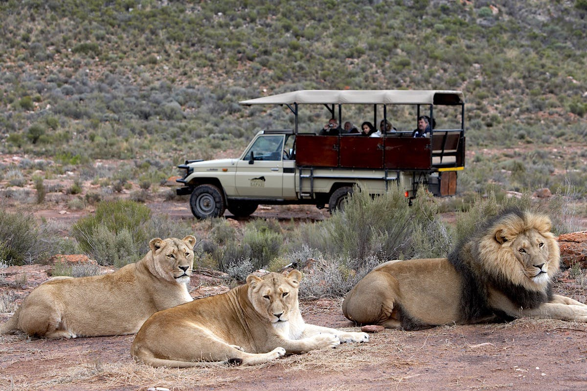 Aquila Private Game Reserve: Small-Group Safari Tour + Lunch + Transport - Photo 1 of 6